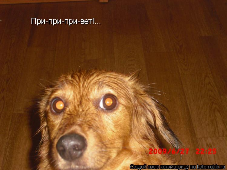 При-при-при-вет!...... Котоматрица: При-при-при-вет!...