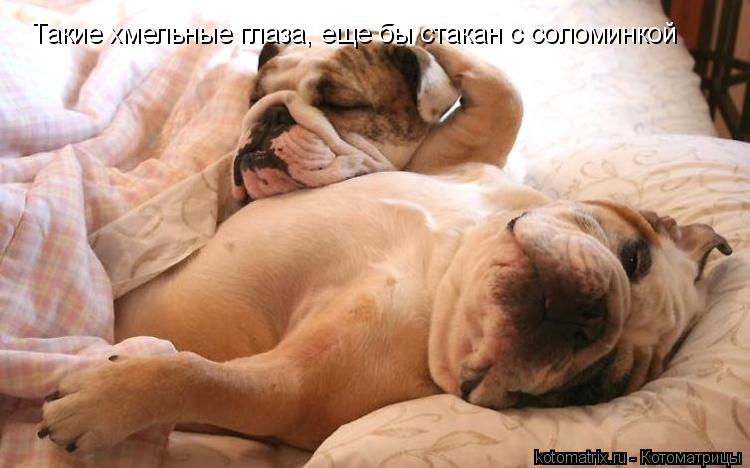 Такие хмельные глаза, еще бы стакан с соломинкой... Котоматрица: Такие хмельные глаза, еще бы стакан с соломинкой