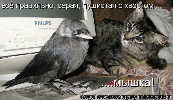 ....мышка! всё правильно: серая, пушистая с хвостом ....... Котоматрица: ....мышка! всё правильно: серая, пушистая с хвостом ....