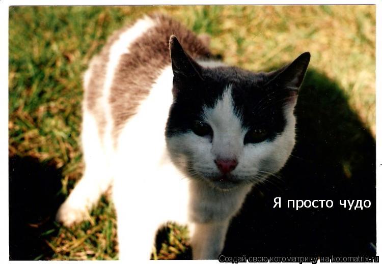 Я просто чудо Я просто чудо Я просто чудо... Котоматрица: Я просто чудо Я просто чудо Я просто чудо