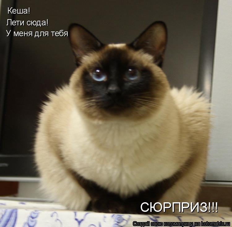Кеша! Лети сюда! У меня для тебя СЮРПРИЗ!!!... Котоматрица: Кеша! Лети сюда! У меня для тебя СЮРПРИЗ!!!