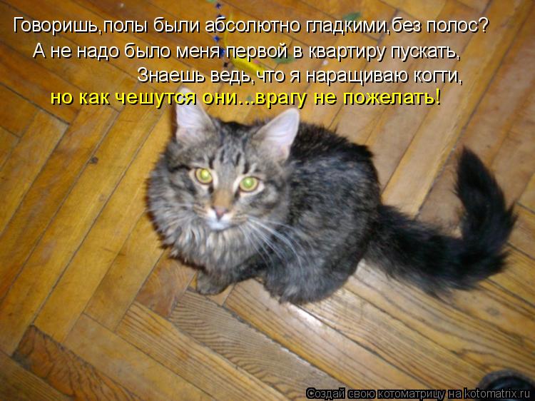 Котоматрица: Говоришь,полы были абсолютно гладкими,без полос? А не надо было меня первой в квартиру пускать, Знаешь ведь,что я наращиваю когти, но как чеш