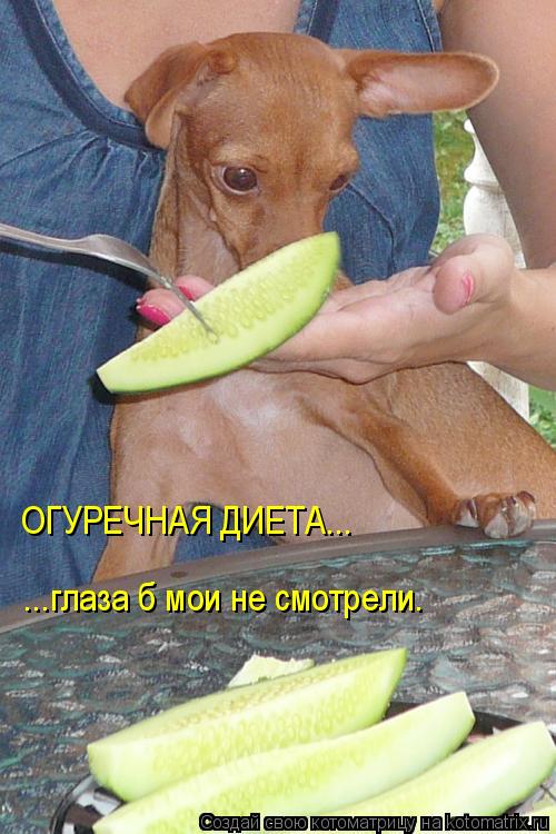 ОГУРЕЧНАЯ ДИЕТА... ...глаза б мои не смотрели.... Котоматрица: ОГУРЕЧНАЯ ДИЕТА... ...глаза б мои не смотрели.