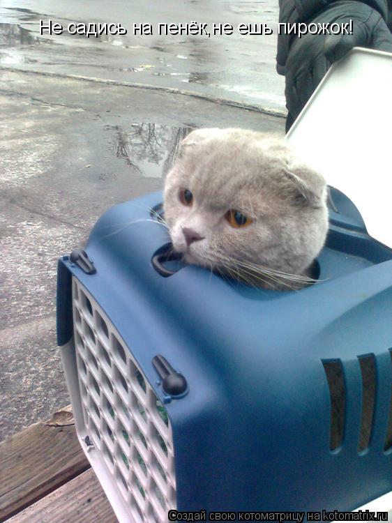 Котоматрица: Не садись на пенёк,не ешь пирожок!
