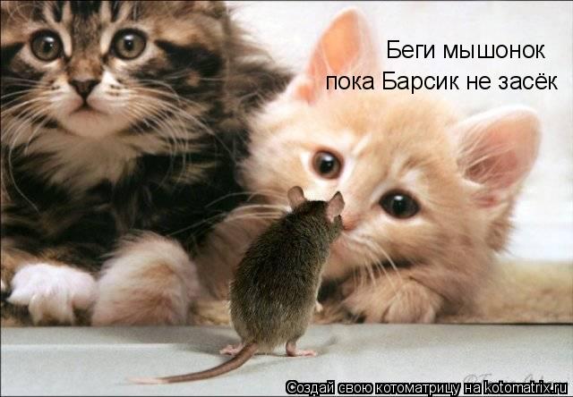 Беги мышонок пока Барсик не засёк... Котоматрица: Беги мышонок пока Барсик не засёк