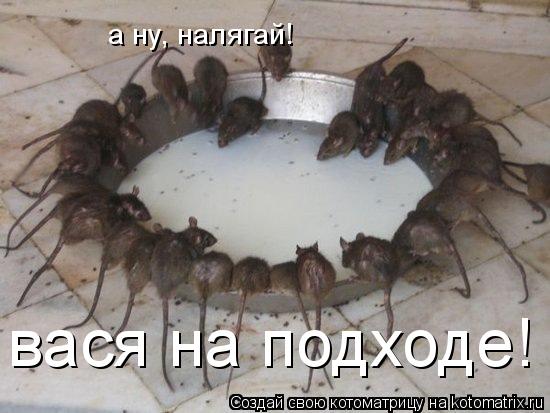 а ну, налягай! вася на подходе!... Котоматрица: а ну, налягай! вася на подходе!