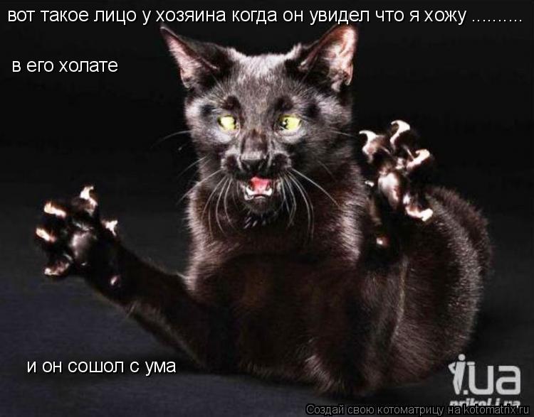 Котоматрица: вот такое лицо у хозяина когда он увидел что я хожу .......... в его холате и он сошол с ума