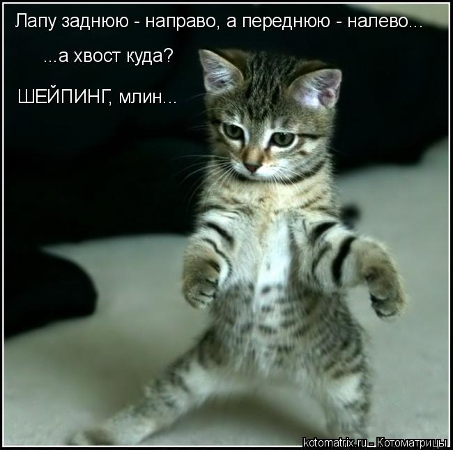 Котоматрица: Лапу заднюю - направо, а переднюю - налево... ...а хвост куда? ШЕЙПИНГ, млин...