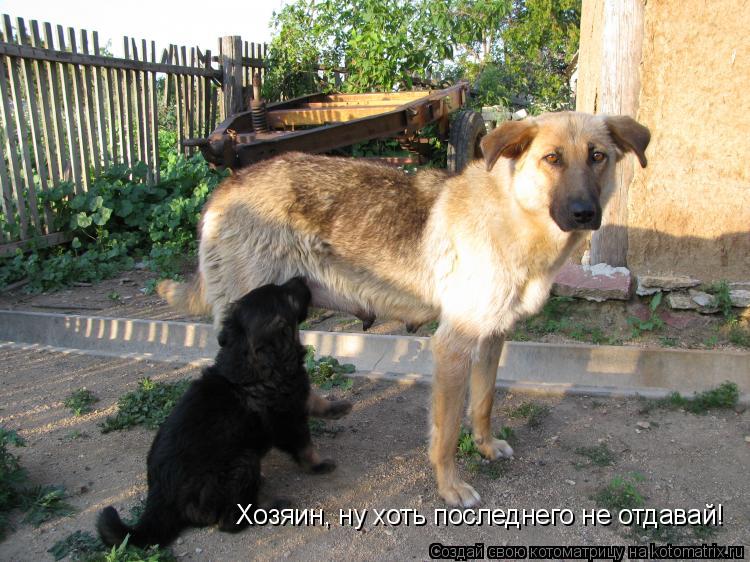 Котоматрица: Хозяин, ну хоть последнего не отдавай!