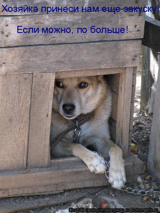 Котоматрица: Хозяйка принеси нам еще закуску! Если можно, по больше!