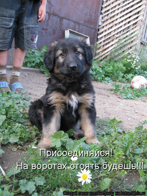 На воротах стоять будешь!!! Присоединяйся!... Котоматрица: На воротах стоять будешь!!! Присоединяйся!