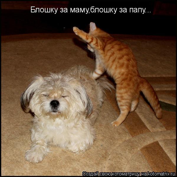 Блошку за маму,блошку за папу...... Котоматрица: Блошку за маму,блошку за папу...