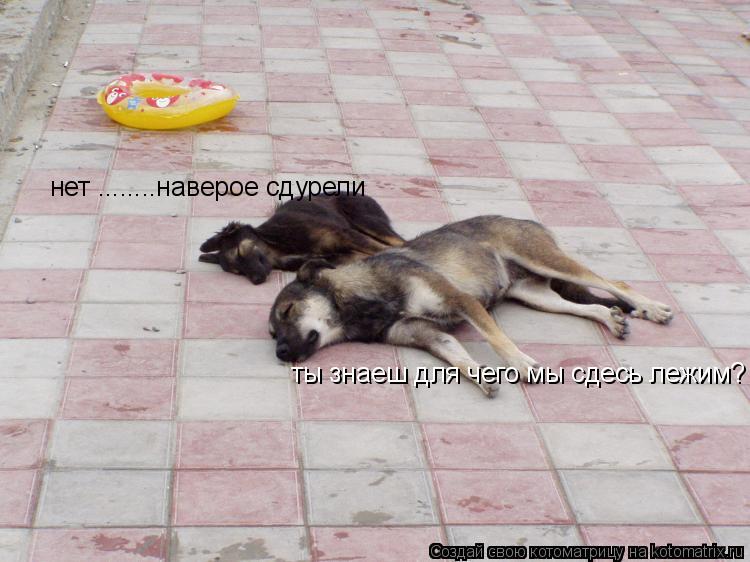 ты знаеш для чего мы сдесь лежим? нет ........наверое сдурели... Котоматрица: ты знаеш для чего мы сдесь лежим? нет ........наверое сдурели