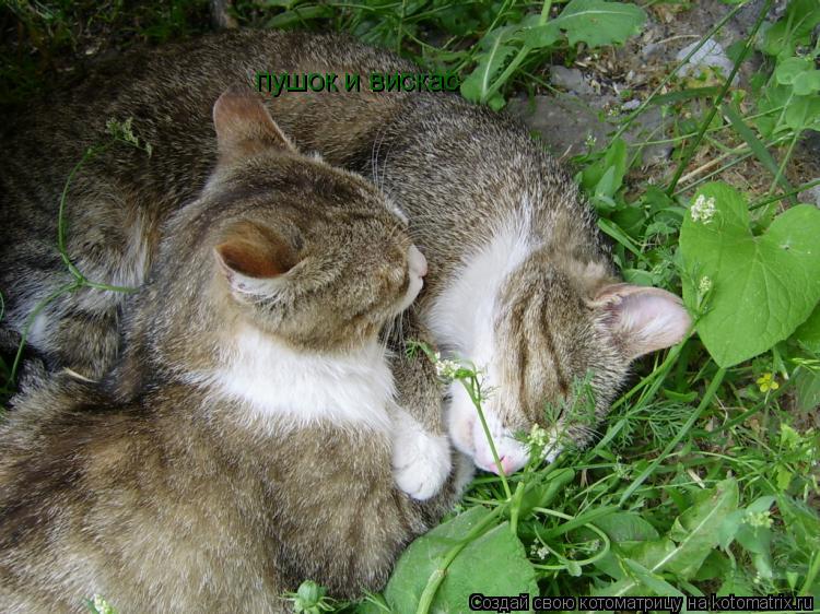 пушок и вискас... Котоматрица: пушок и вискас