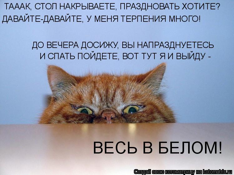 Котоматрица: ТАААК, СТОЛ НАКРЫВАЕТЕ, ПРАЗДНОВАТЬ ХОТИТЕ? ДАВАЙТЕ-ДАВАЙТЕ, У МЕНЯ ТЕРПЕНИЯ МНОГО! ДО ВЕЧЕРА ДОСИЖУ, ВЫ НАПРАЗДНУЕТЕСЬ  И СПАТЬ ПОЙДЕТЕ, ВОТ