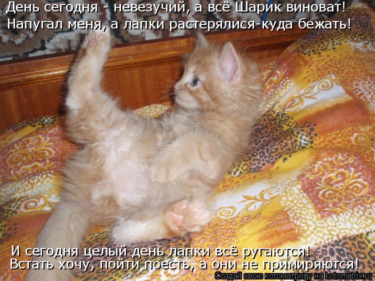 День сегодня - невезучий, а всё Шарик виноват! Напугал меня, а лапки растерялися-куда бежать! И сегод... Котоматрица: День сегодня - невезучий, а всё Шарик виноват! Напугал меня, а лапки растерялися-куда бежать! И сегодня целый день лапки всё ругаются! Встать