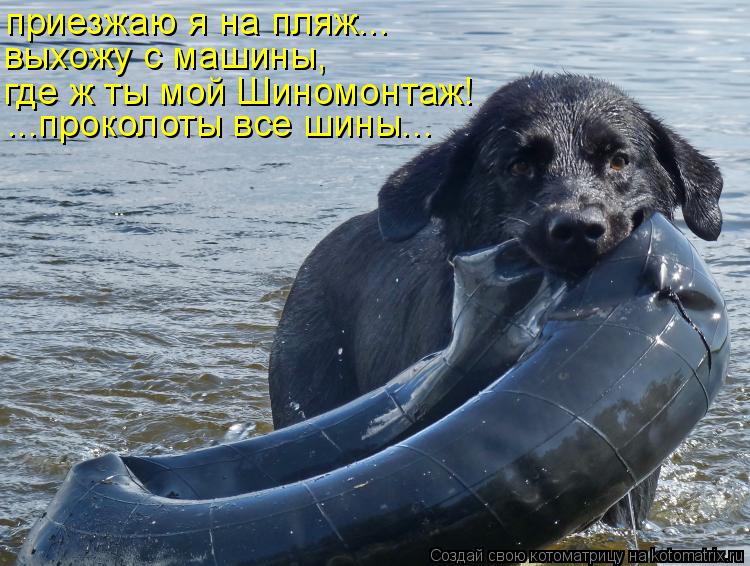 Котоматрица: приезжаю я на пляж... выхожу с машины, где ж ты мой Шиномонтаж! ...проколоты все шины...