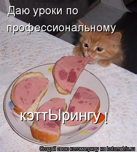 Даю уроки по профессиональному кэттЫрингу !... Котоматрица: Даю уроки по профессиональному кэттЫрингу !