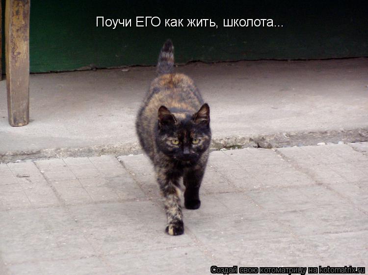 Поучи ЕГО как жить, школота...... Котоматрица: Поучи ЕГО как жить, школота...
