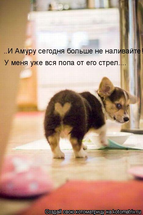 У меня уже вся попа от его стрел.... ..И Амуру сегодня больше не наливайте!... Котоматрица: У меня уже вся попа от его стрел.... ..И Амуру сегодня больше не наливайте!