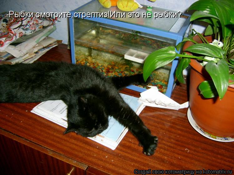 -Рыбки,смотрите,стрептиз!Или это не рыбки?... Котоматрица: -Рыбки,смотрите,стрептиз!Или это не рыбки?