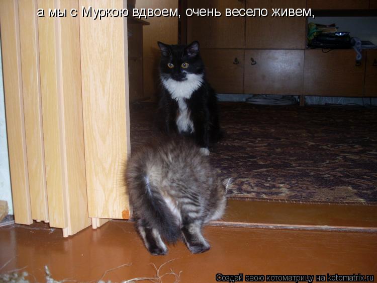 а мы с Муркою вдвоем, очень весело живем,... Котоматрица: а мы с Муркою вдвоем, очень весело живем,