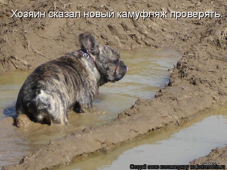 Хозяин сказал новый камуфляж проверять.... Котоматрица: Хозяин сказал новый камуфляж проверять.