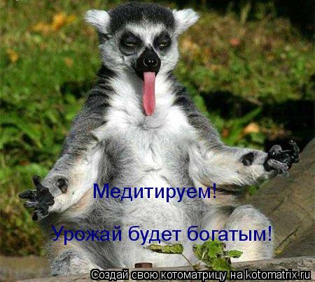 Медитируем! Урожай будет богатым! Урожай будет богатым!... Котоматрица: Медитируем! Урожай будет богатым! Урожай будет богатым!