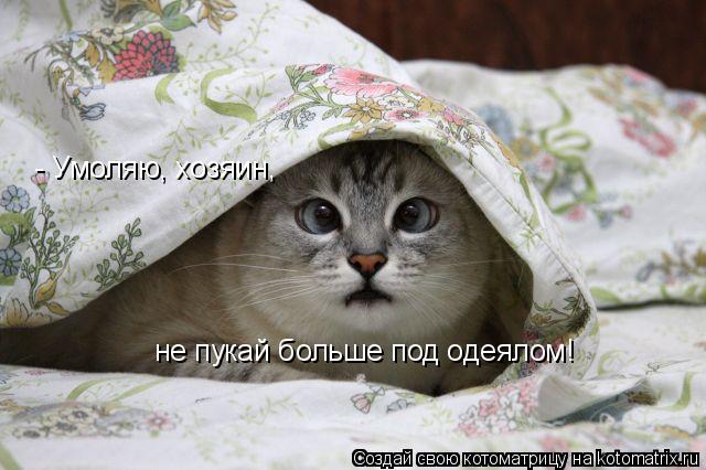 - Умоляю, хозяин, не пукай больше под одеялом!... Котоматрица: - Умоляю, хозяин, не пукай больше под одеялом!