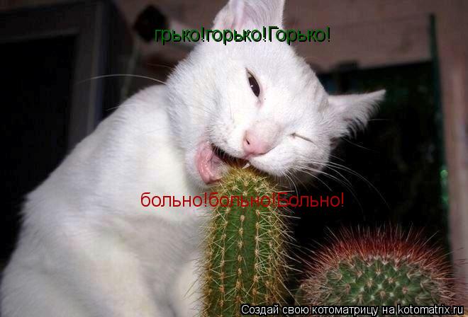 грько!горько!Горько! больно!больно!Больно!... Котоматрица: грько!горько!Горько! больно!больно!Больно!