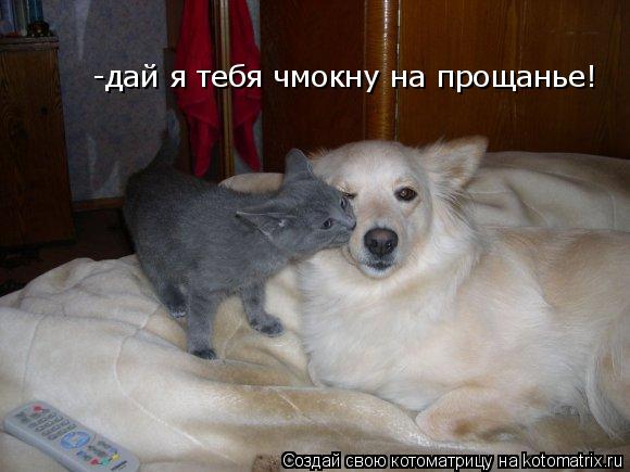 -дай я тебя чмокну на прощанье!... Котоматрица: -дай я тебя чмокну на прощанье!
