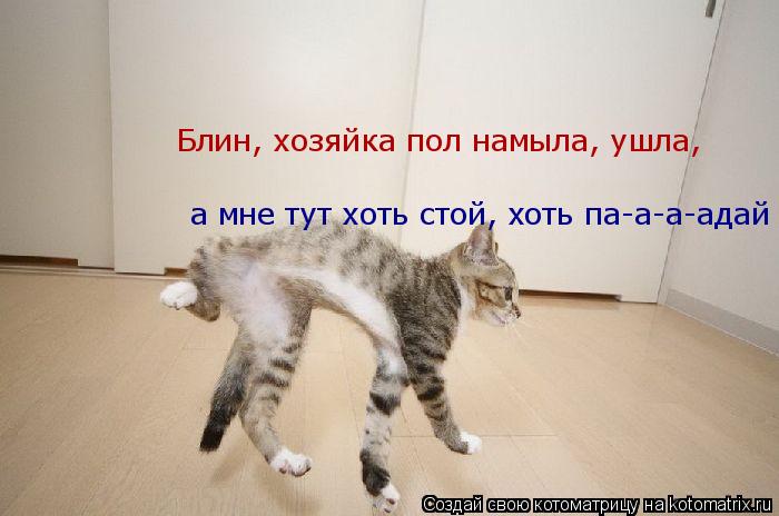 Блин, хозяйка пол намыла, ушла, а мне тут хоть стой, хоть па-а-а-адай... Котоматрица: Блин, хозяйка пол намыла, ушла, а мне тут хоть стой, хоть па-а-а-адай