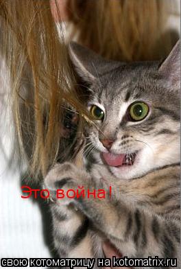 Это война!... Котоматрица: Это война!