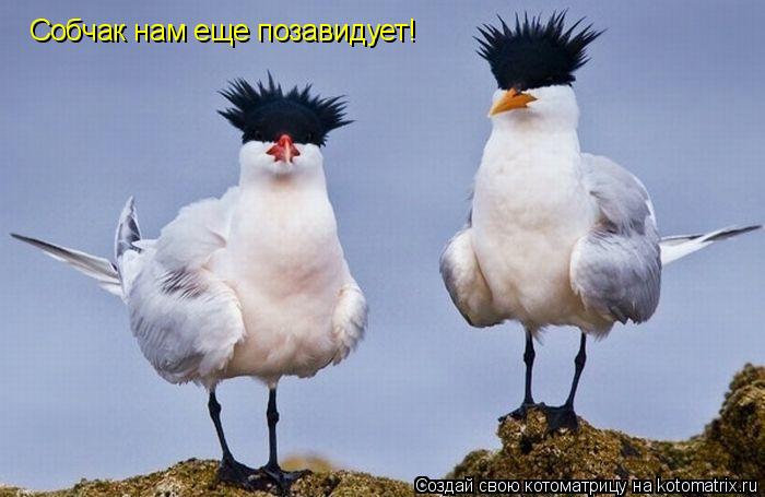 Собчак нам еще позавидует!... Котоматрица: Собчак нам еще позавидует!