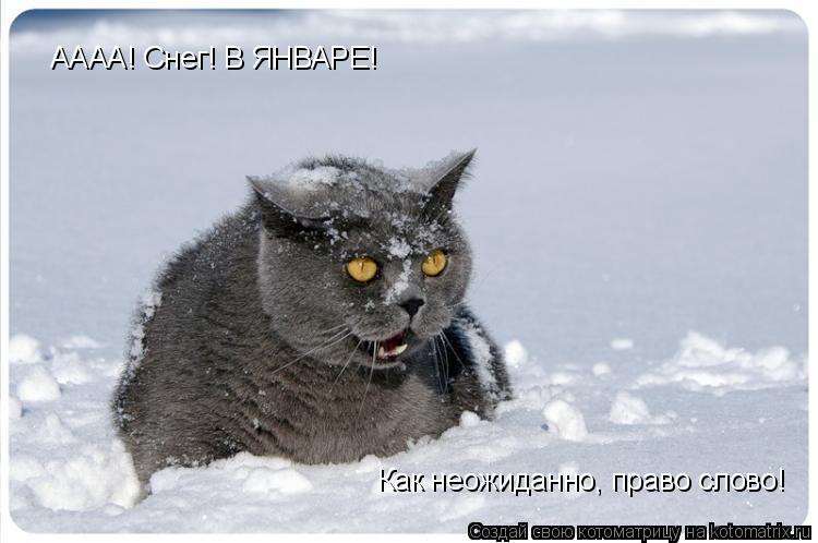 АААА! Снег! В ЯНВАРЕ! Как неожиданно, право слово!... Котоматрица: АААА! Снег! В ЯНВАРЕ! Как неожиданно, право слово!