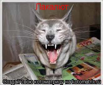 Лакалют... Котоматрица: Лакалют