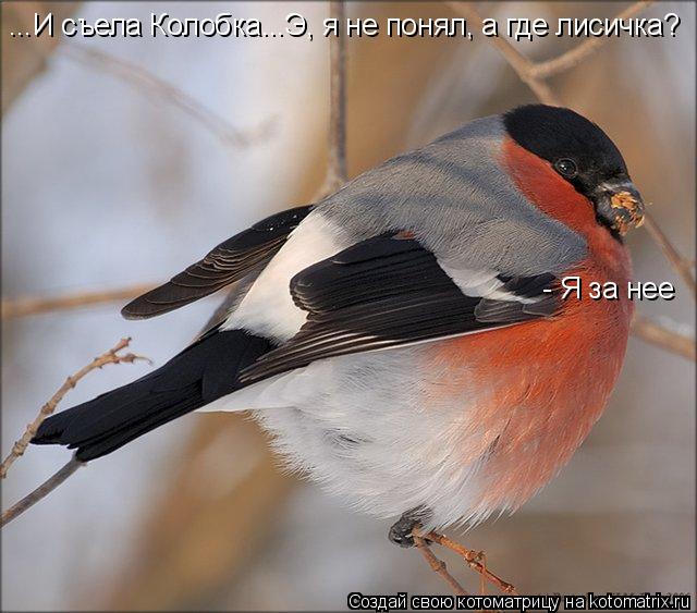...И съела Колобка...Э, я не понял, а где лисичка? - Я за нее... Котоматрица: ...И съела Колобка...Э, я не понял, а где лисичка? - Я за нее