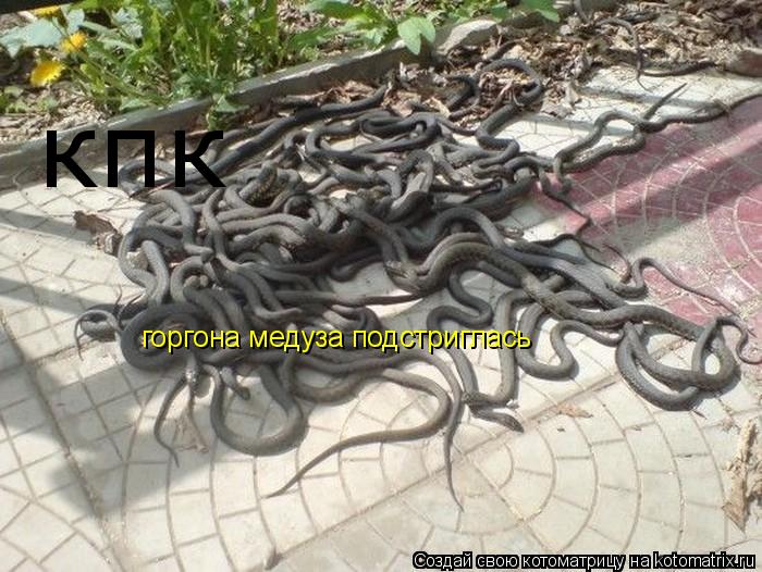 горгона медуза подстриглась кпк... Котоматрица: горгона медуза подстриглась кпк
