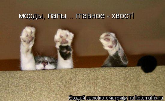 Котоматрица: морды, лапы... главное - хвост!
