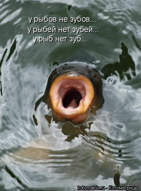у рыбов не зубов... у рыбей нет зубей... у рыб нет зуб...... Котоматрица: у рыбов не зубов... у рыбей нет зубей... у рыб нет зуб...