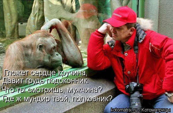 Гложет сердце кручина, Давит грудь подоконник. Что ты смотришь, мужчина? Где ж мундир твой, полковник... Котоматрица: Гложет сердце кручина, Давит грудь подоконник. Что ты смотришь, мужчина? Где ж мундир твой, полковник?