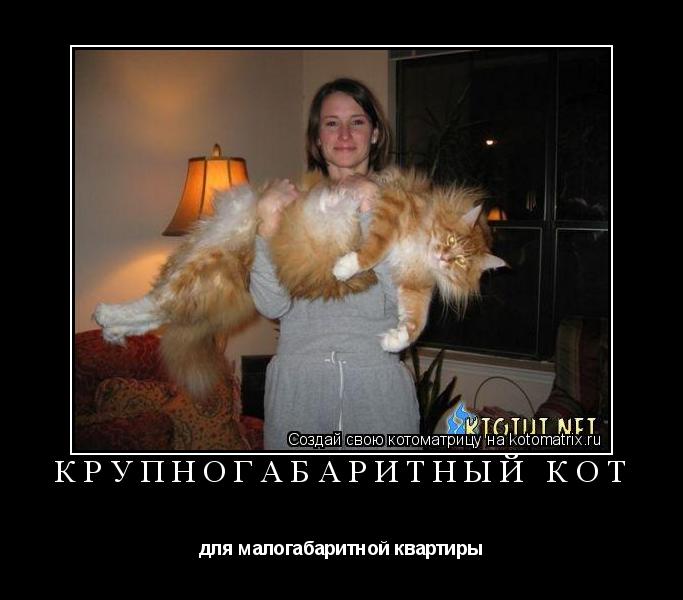 Крупногабаритный кот для малогабаритной квартиры... Котоматрица: Крупногабаритный кот для малогабаритной квартиры