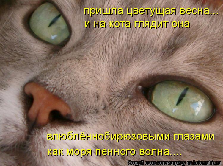 пришла цветущая весна... и на кота глядит она влюблённобирюзовыми глазами как моря пенного волна....... Котоматрица: пришла цветущая весна... и на кота глядит она влюблённобирюзовыми глазами как моря пенного волна....