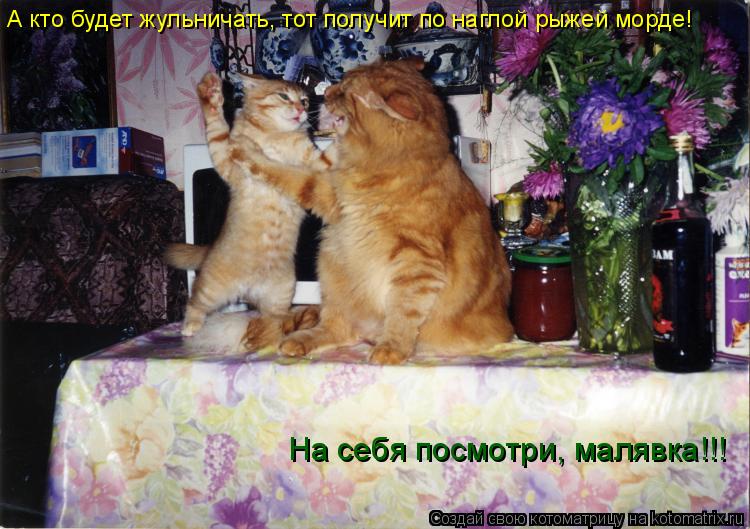 А кто будет жульничать, тот получит по наглой рыжей морде! На себя посмотри, малявка!!!... Котоматрица: А кто будет жульничать, тот получит по наглой рыжей морде! На себя посмотри, малявка!!!