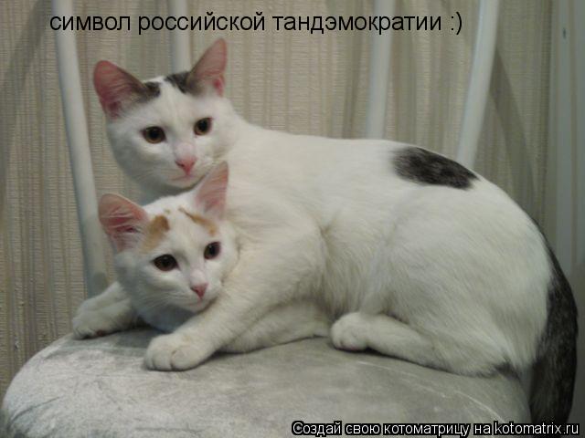 символ российской тандэмократии :)... Котоматрица: символ российской тандэмократии :)