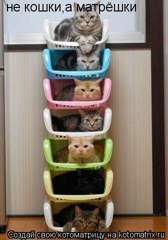 не кошки,а матрёшки... Котоматрица: не кошки,а матрёшки