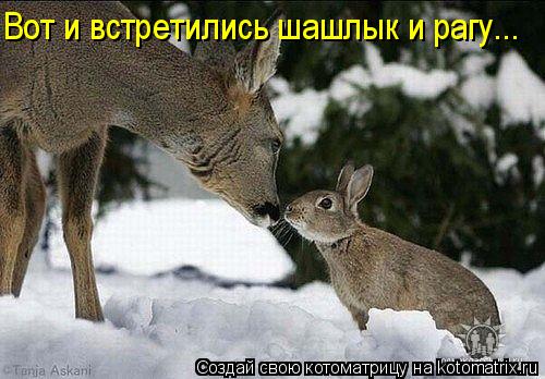 Вот и встретились шашлык и рагу...... Котоматрица: Вот и встретились шашлык и рагу...