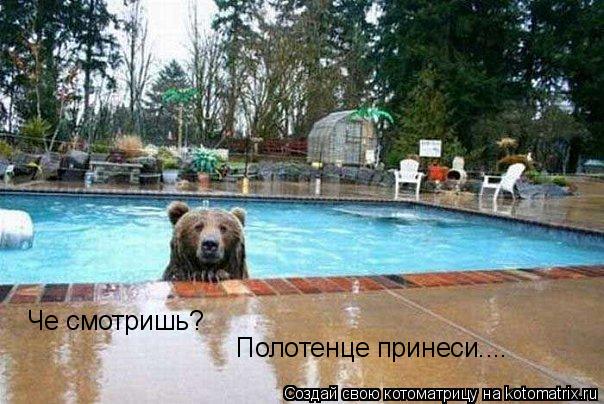 Че смотришь? Полотенце принеси....... Котоматрица: Че смотришь? Полотенце принеси....