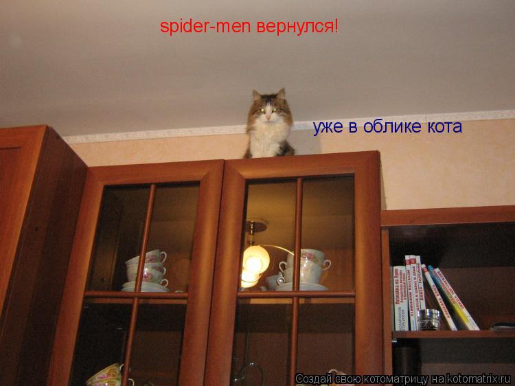 Котоматрица: spider-men вернулся! уже в облике кота