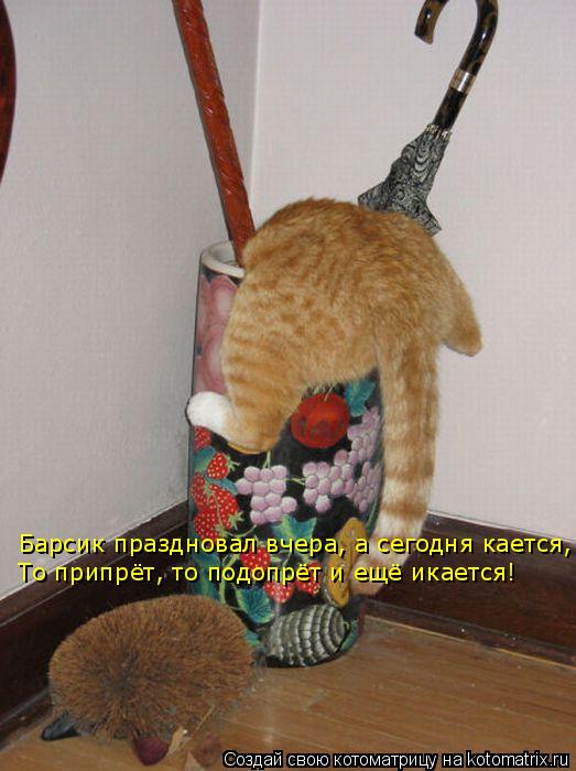 Барсик праздновал вчера, а сегодня кается, То припрёт, то подопрёт и ещё икается!... Котоматрица: Барсик праздновал вчера, а сегодня кается, То припрёт, то подопрёт и ещё икается!